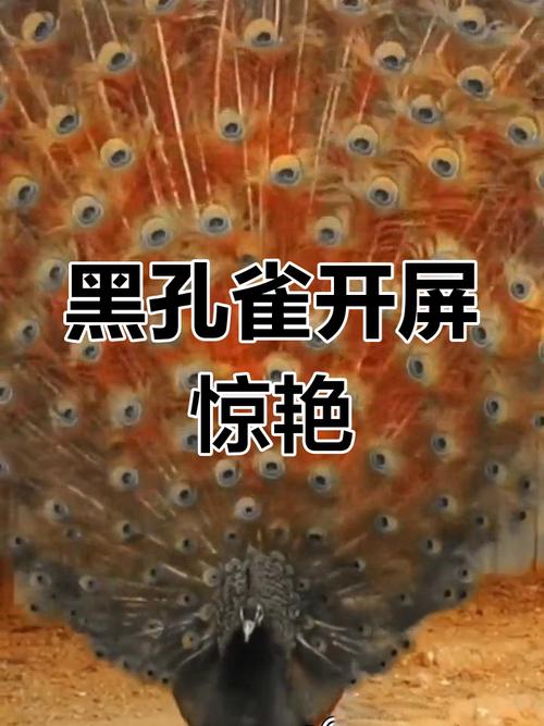 黑孔雀开屏视频2026