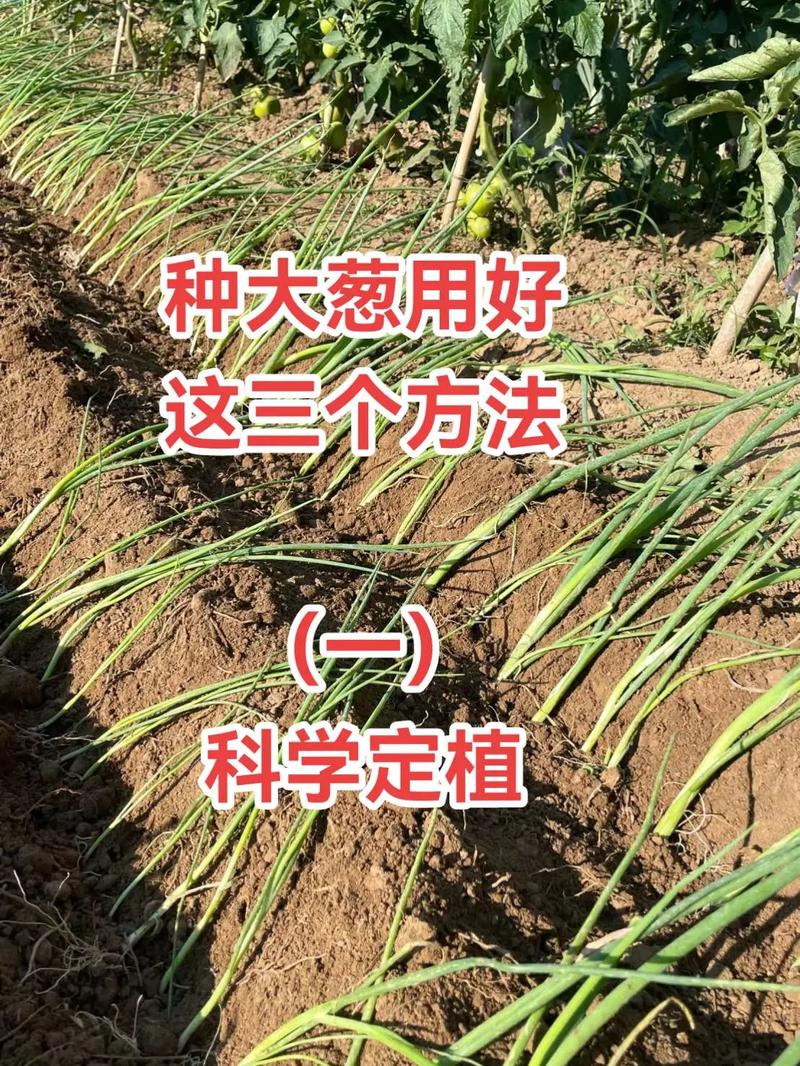 大葱的种植方法视频2026