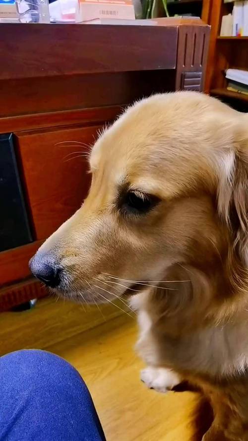 狗狗搞笑视频笑死人2026