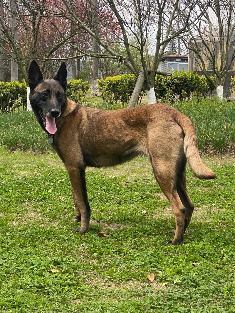 马犬护主视频2026