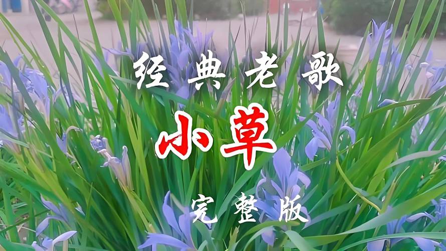 小草视频在线2026