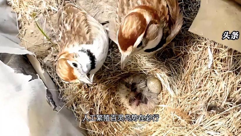 百灵鸟繁殖视频2026