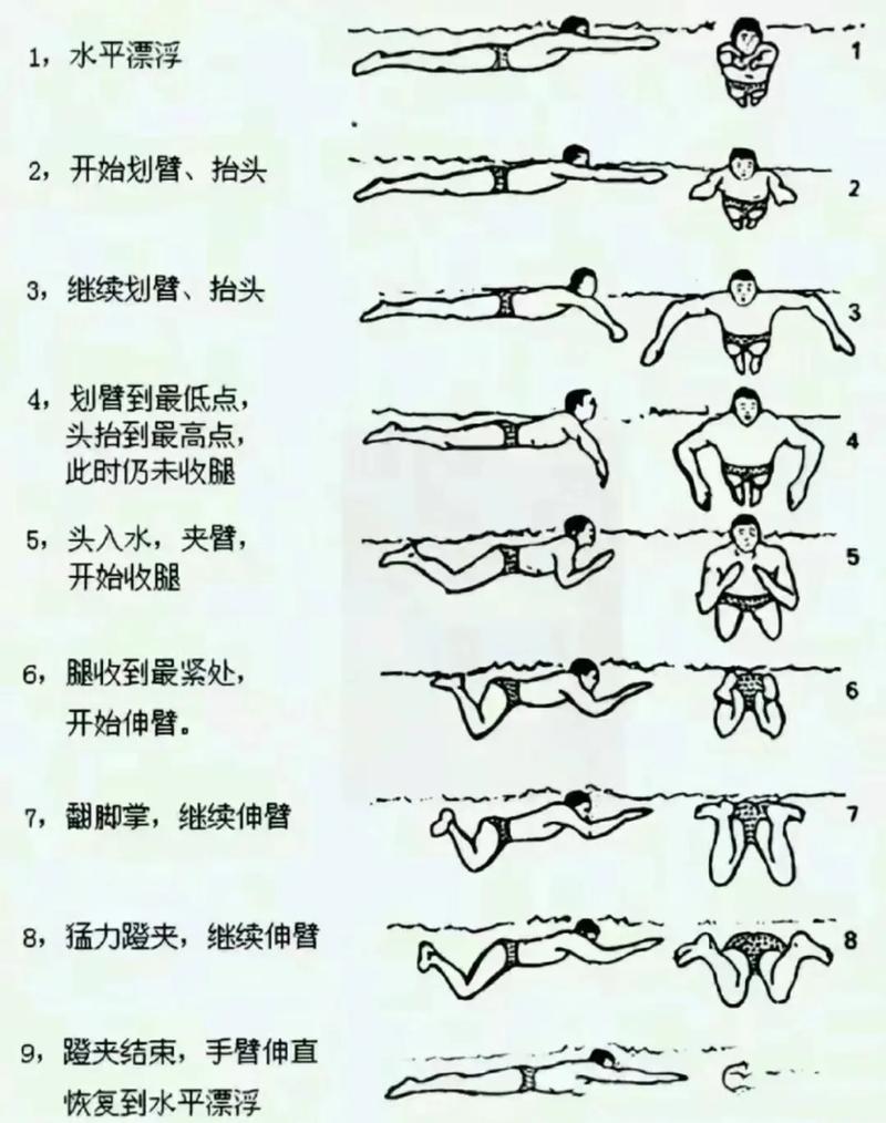 蛙泳教学视频 高清2026