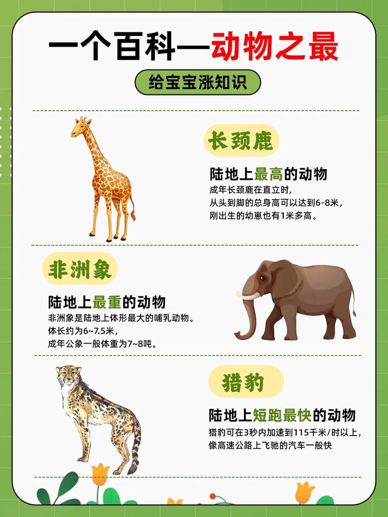 动物之最视频2026
