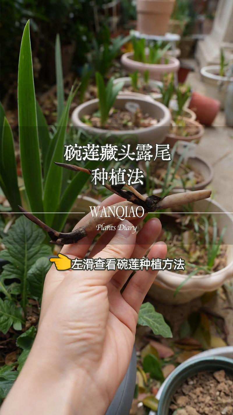 藕怎么种植方法视频2026