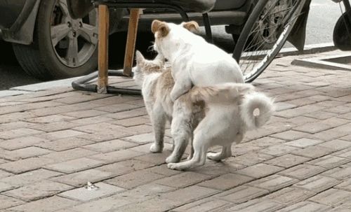 猫狗交配视频2026