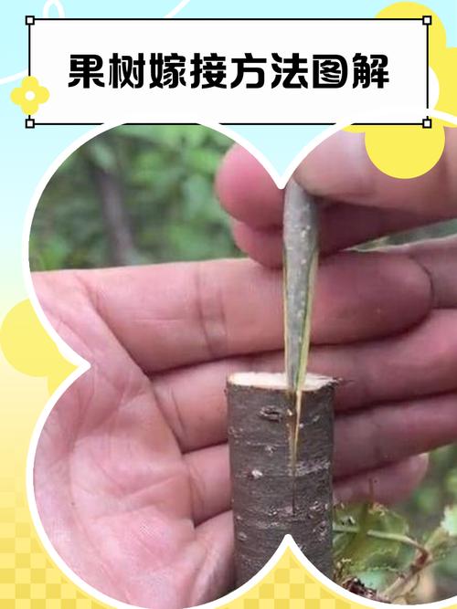 如何嫁接果树视频2026
