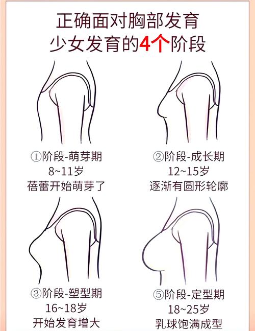 乳房发育过程视频2026