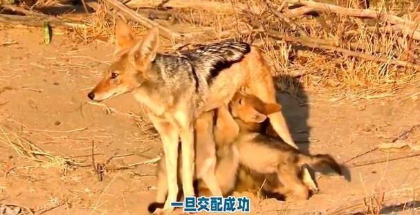 狼与狼交配视频2026