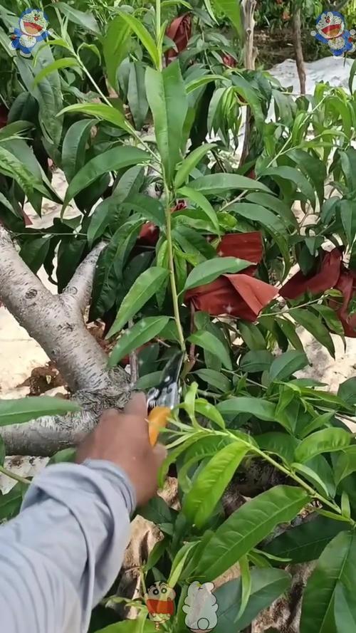 桃树夏季修剪视频2026