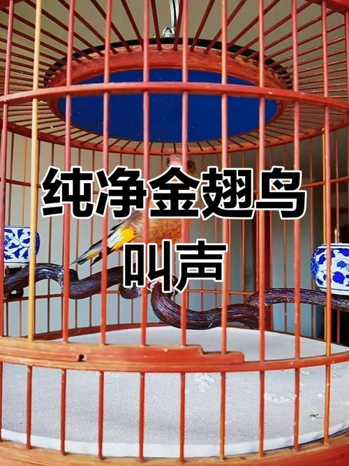 金翅叫声视频2026