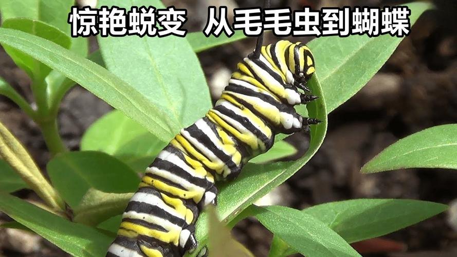 毛毛虫变蝴蝶视频2026