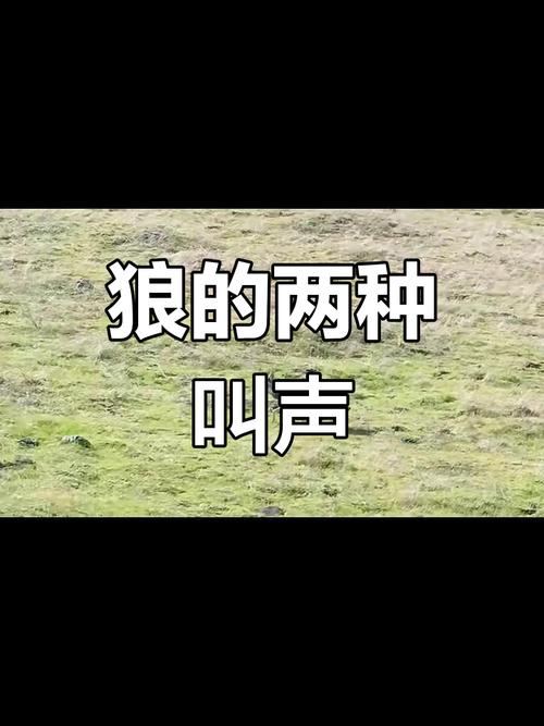真实狼叫视频2026