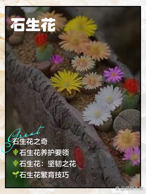石墨生花视频2026