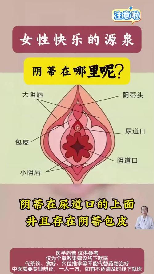 阴蒂的视频2026