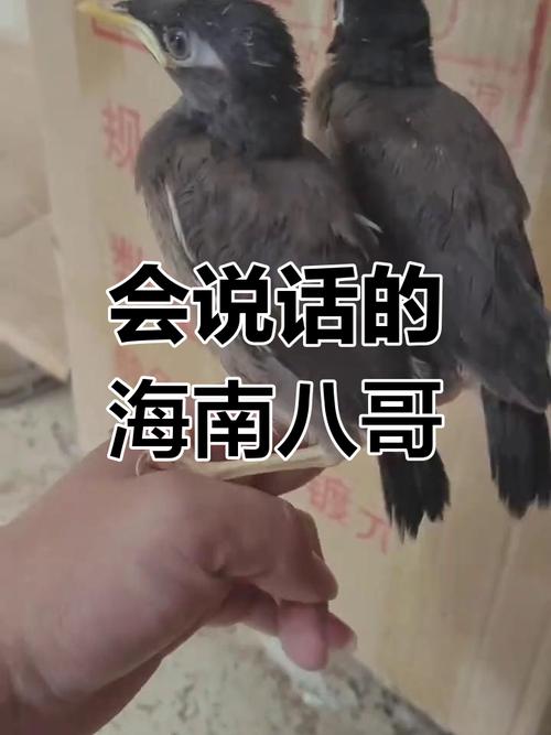 海南八哥说话视频2026