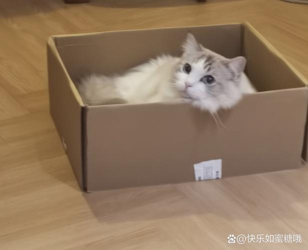 喵喵折2026