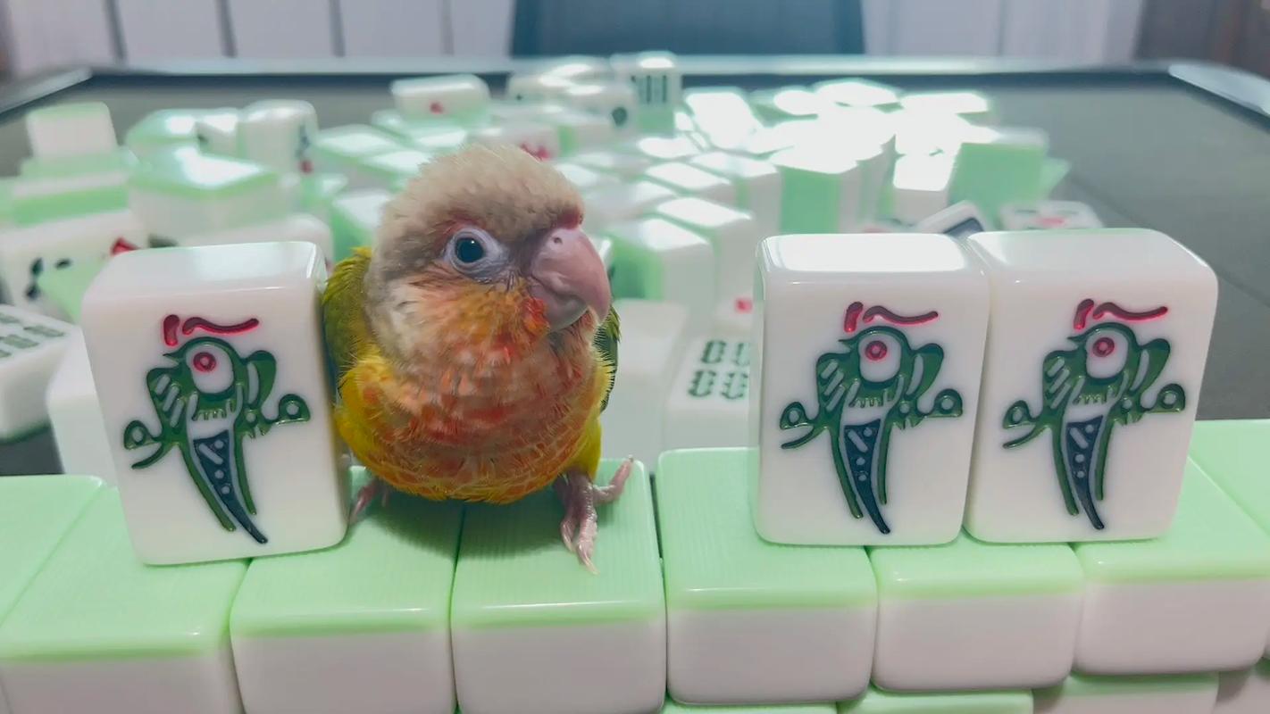 小鸟棋牌2026