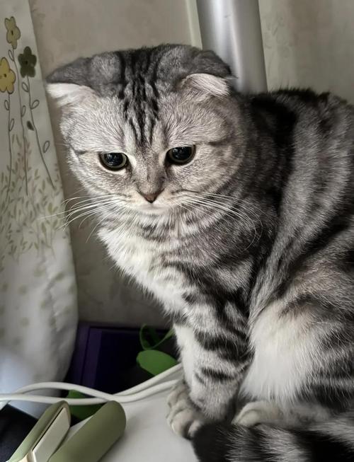 斑点猫2026