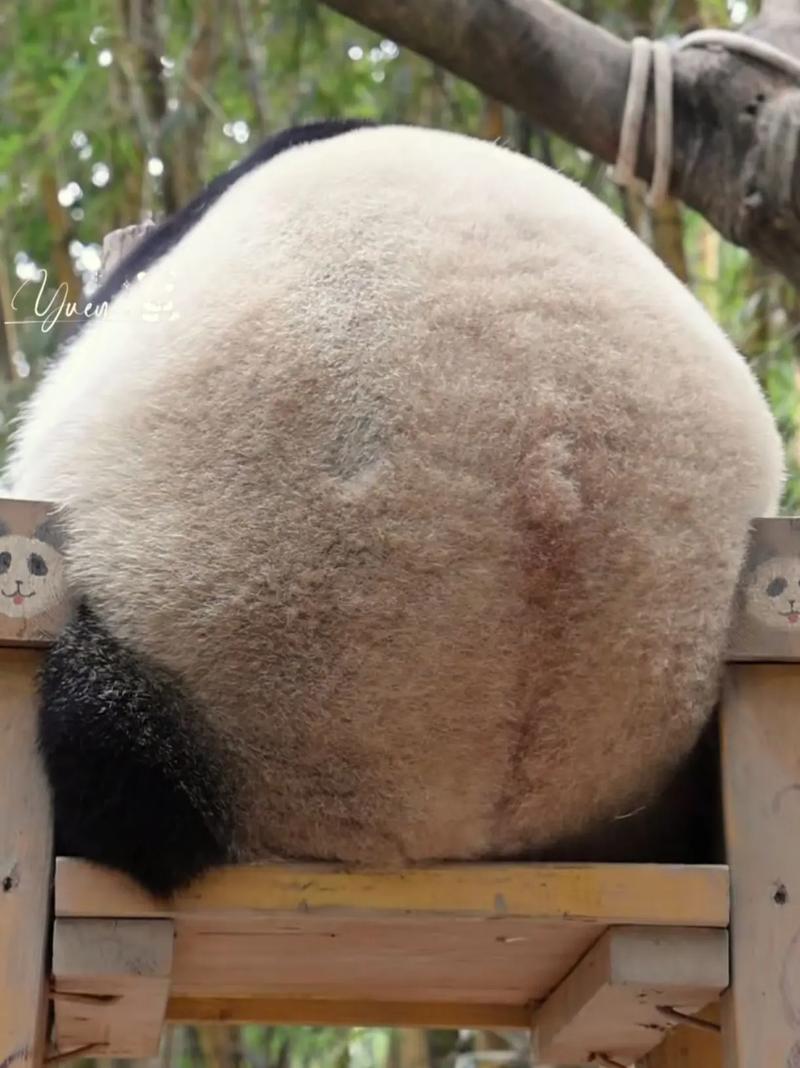 屁王熊猫2026