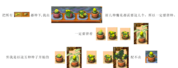 养花大亨 魔法花2026