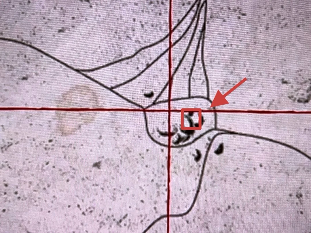 碧血狂杀1手机版游戏画面
