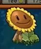 伪装的向日葵